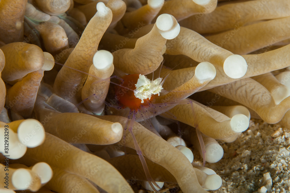 The surprising underwater world of the Indian and Pacifical Oceans The surprising underwater world of the Indian and Pacifical Oceans