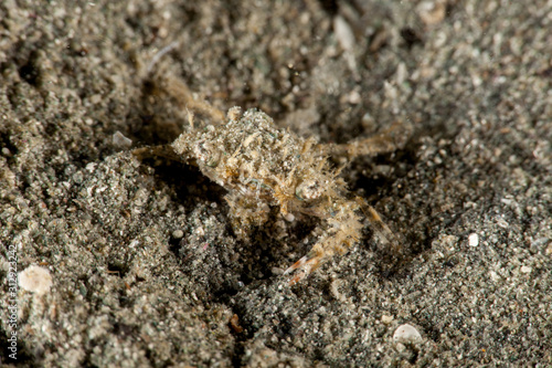 The surprising underwater world of the Indian and Pacifical Oceans