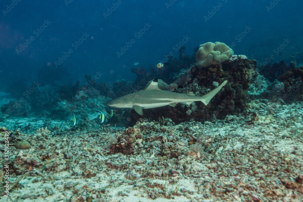 Fototapeta premium The surprising underwater world of the Indian and Pacifical Oceans