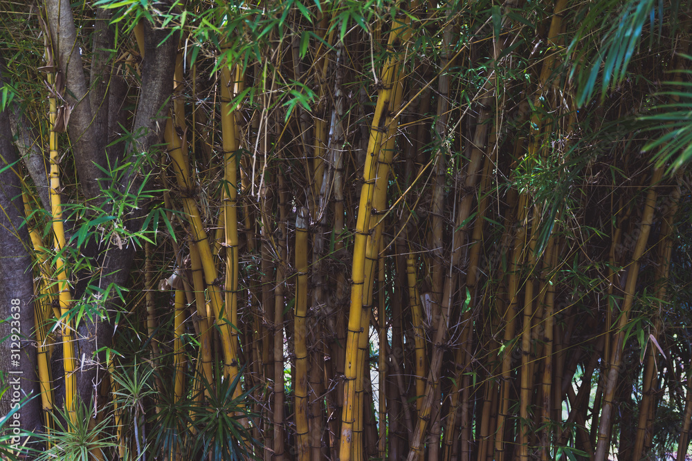 Obraz premium bamboo tree with dark yellow trunk