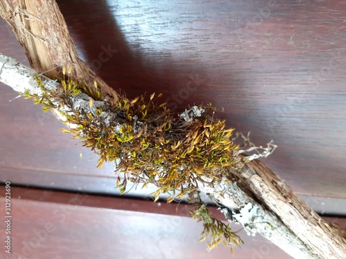 Handicraft made with liana and moss, living plants, at Plenitude Site in Jambeiro - SP, Brazil. photo