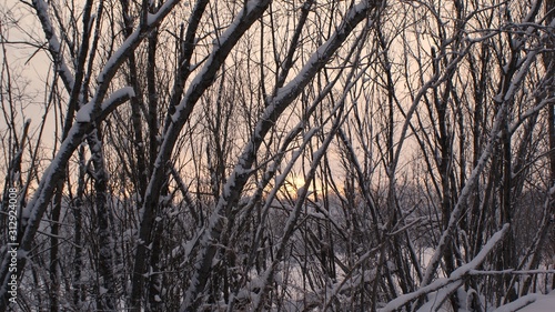 Winter Siberian forest. Snow. January 2