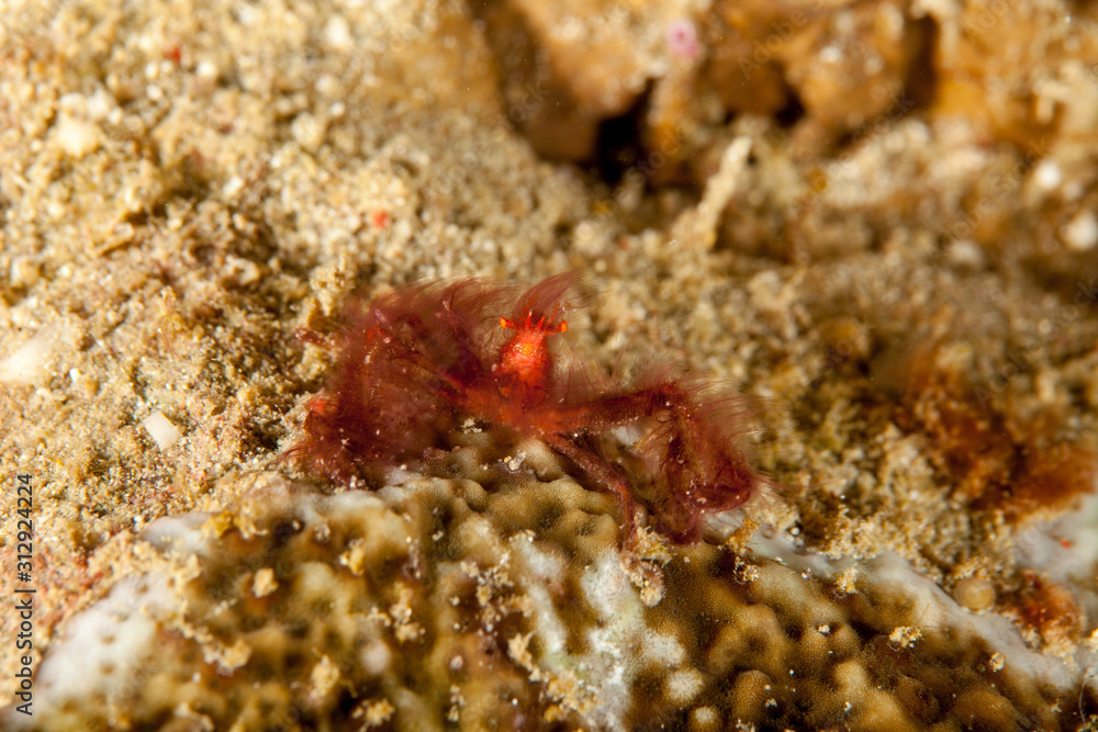 The surprising underwater world of the Indian and Pacifical Oceans The surprising underwater world of the Indian and Pacifical Oceans
