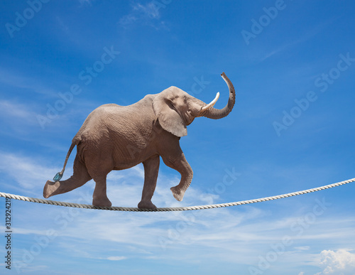 Elephant acrobat walking on the wire cord photo