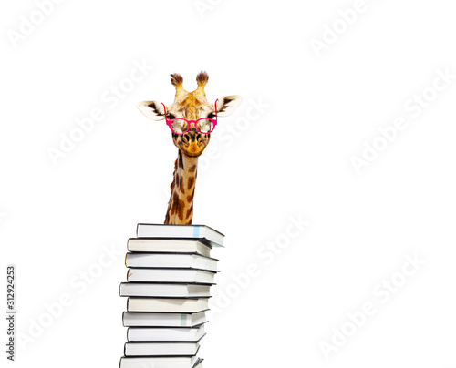 Photography Smart funny giraffe look from behind pile of books