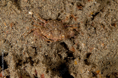 The surprising underwater world of the Indian and Pacifical Oceans