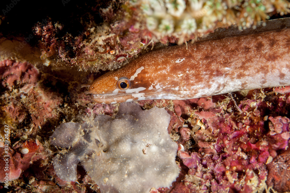 The surprising underwater world of the Indian and Pacifical Oceans The surprising underwater world of the Indian and Pacifical Oceans