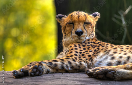 Gepard