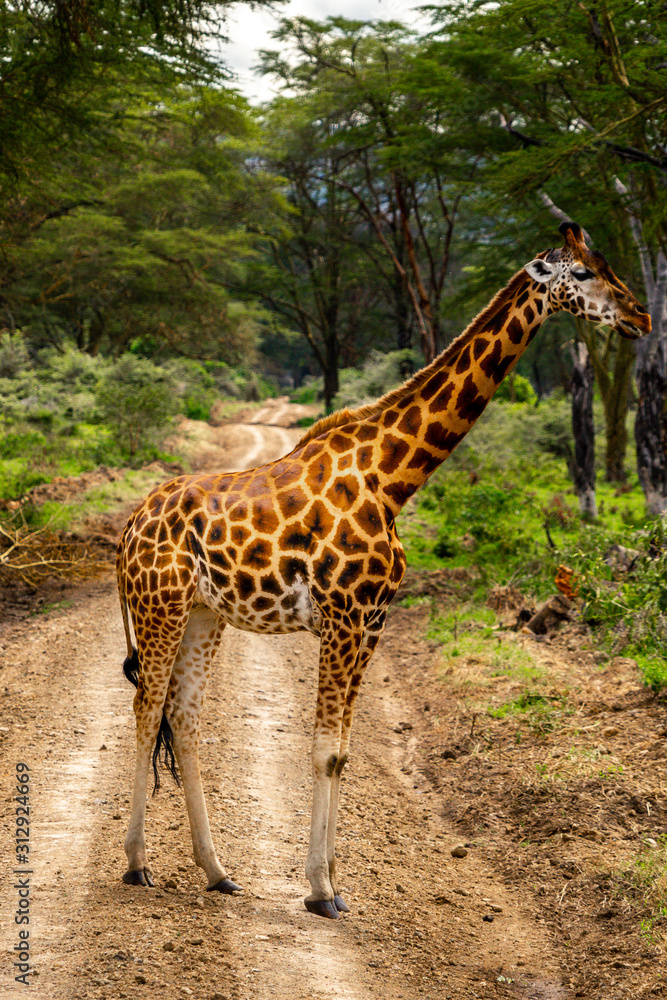 Obraz premium Wild giraffe in african savannah