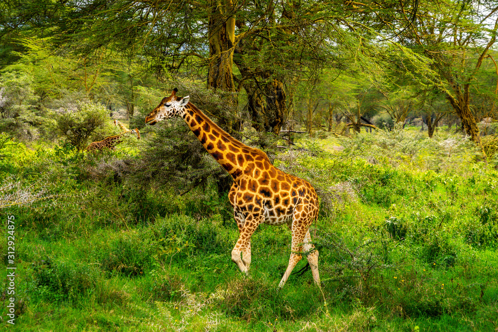 Wild giraffe in african savannah Wild giraffe in african savannah