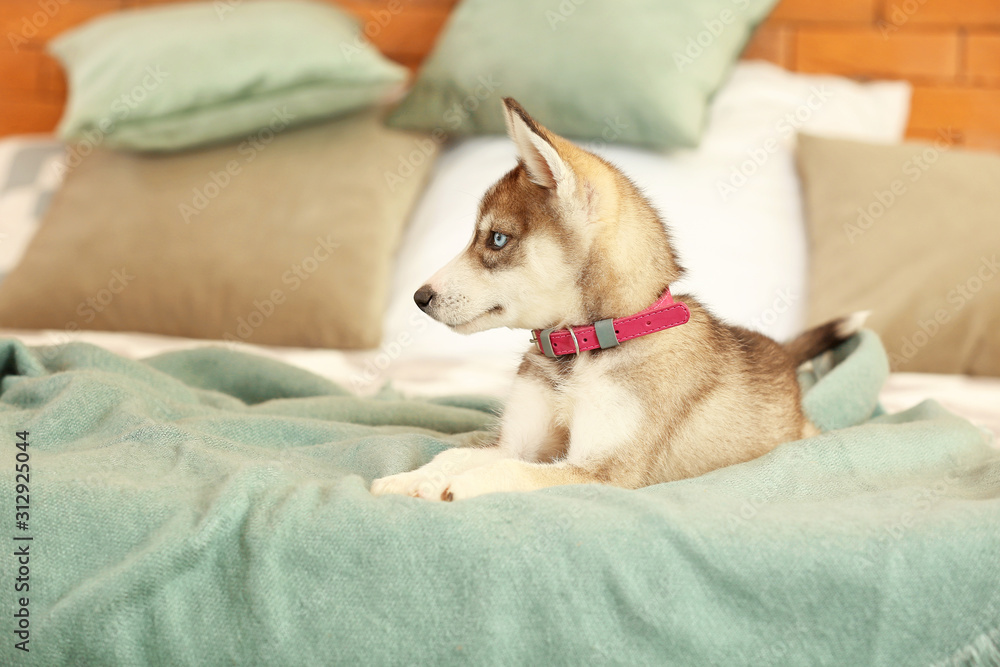 Cute husky puppy on bed at home