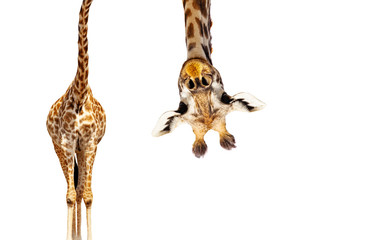 Giraffe with long head look upside down on white