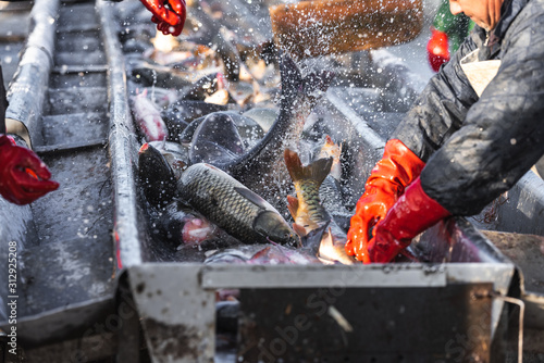 Canvas Print fishermen in production with their hands pick and sort fish