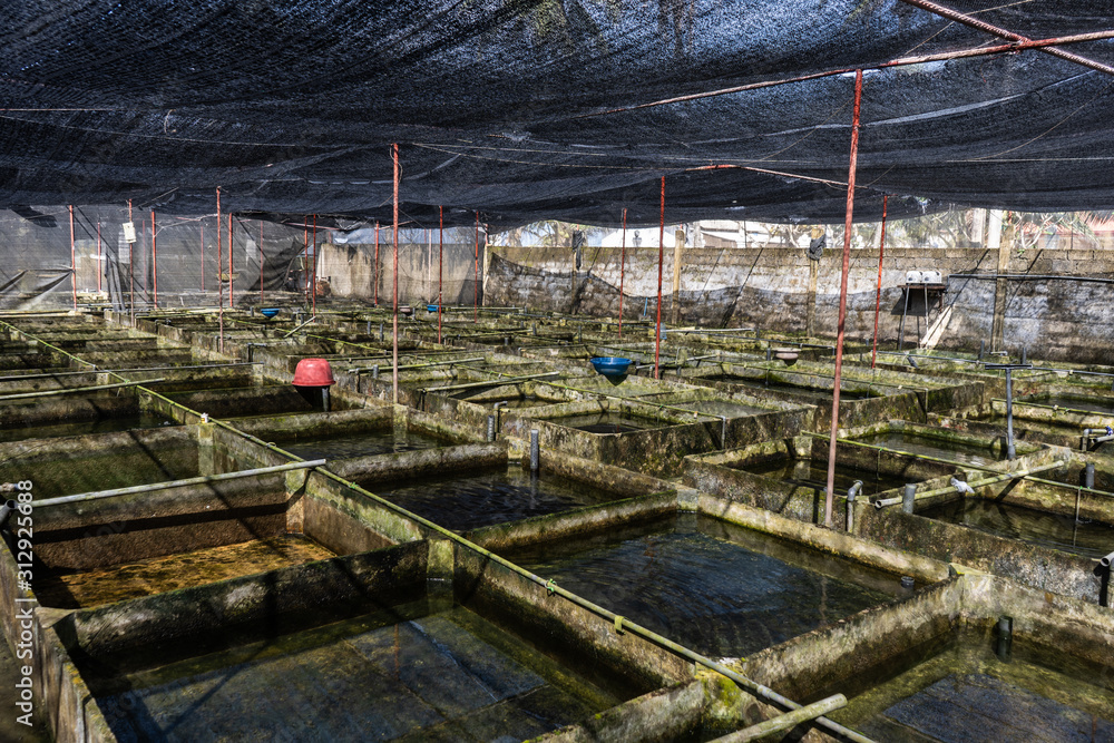 Ornamental Fish Farm in Asia