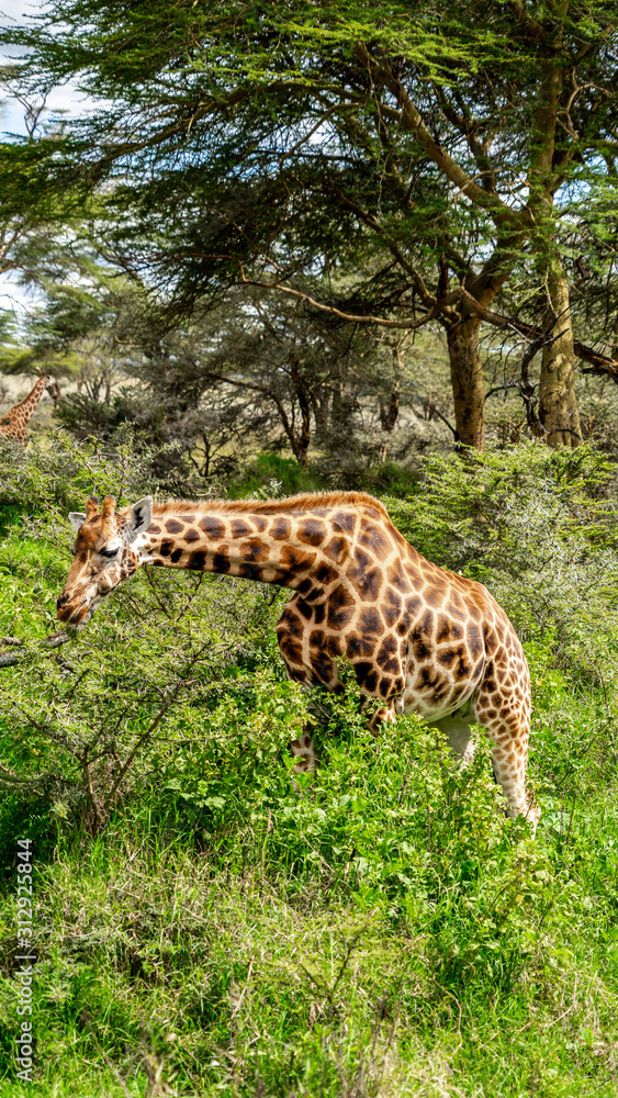 Obraz premium Wild giraffe in african savannah