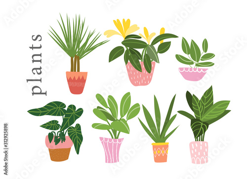 background, botanical, cactus, cartoon, collection, color, decoration, decorative, design, doodle, doodles, drawing, element, ficus, flat, floral, flower, flowerpot, garden, gardening, graphic, green,