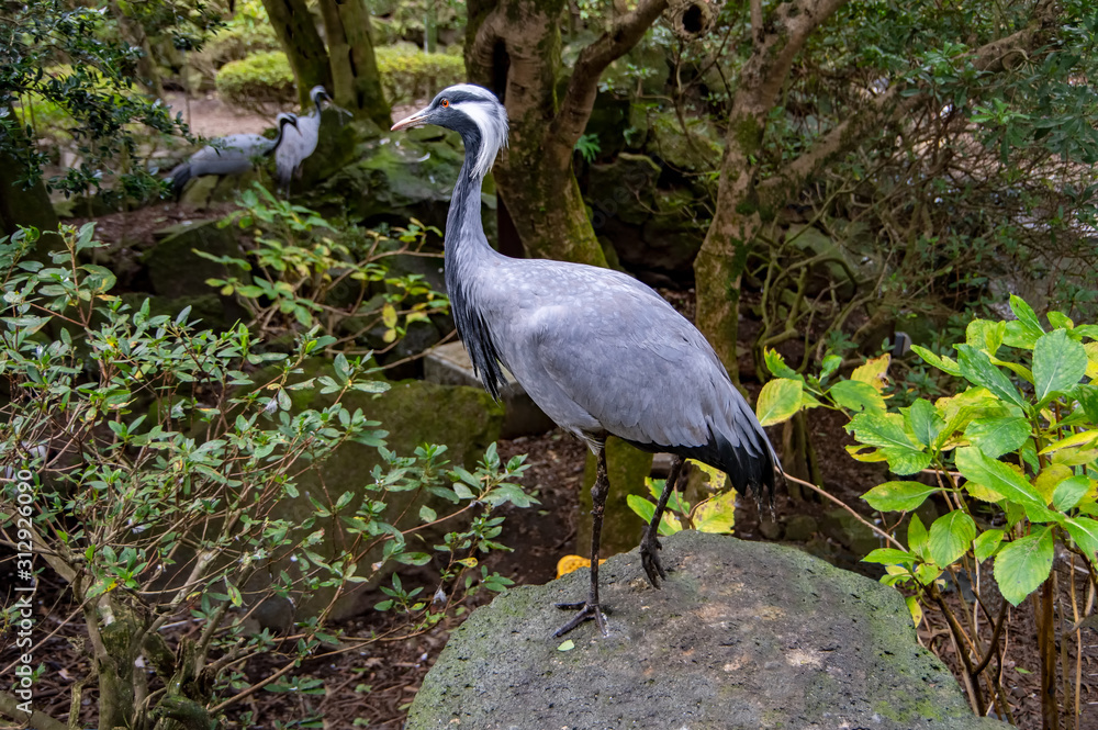 Naklejka premium アネハヅル ツル バードウォッチング 森林