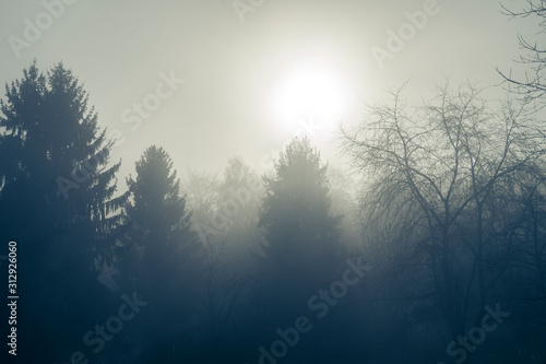 Bäume im Nebel bei Sonnenlicht