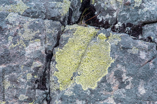 Geographical Rizocarpon (lat.Rhizocarpon geographicum) on the surface of a large stone photo