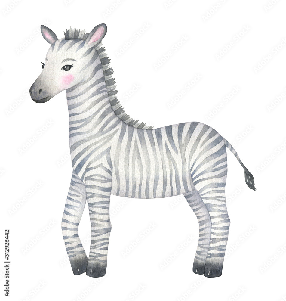 Cute Zebra Watercolor Illustration Cute Zebra Watercolor Illustration
