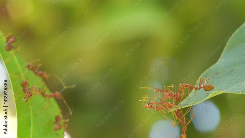 Ant action standing.Ant bridge unity team,Concept team work together Ant action standing.Ant bridge unity team,Concept team work together