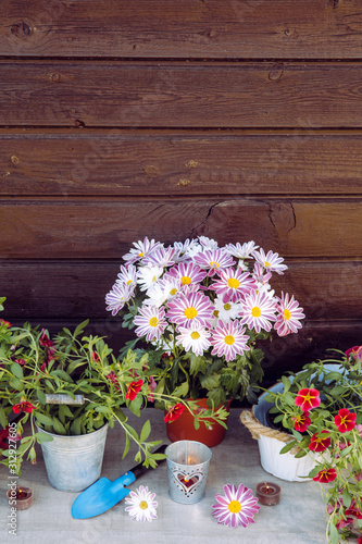 Variation of colorful pink blooming flowers on table, ready to be potted. Gardening and hoticulture concept.