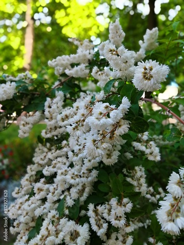 white flowers in the garden