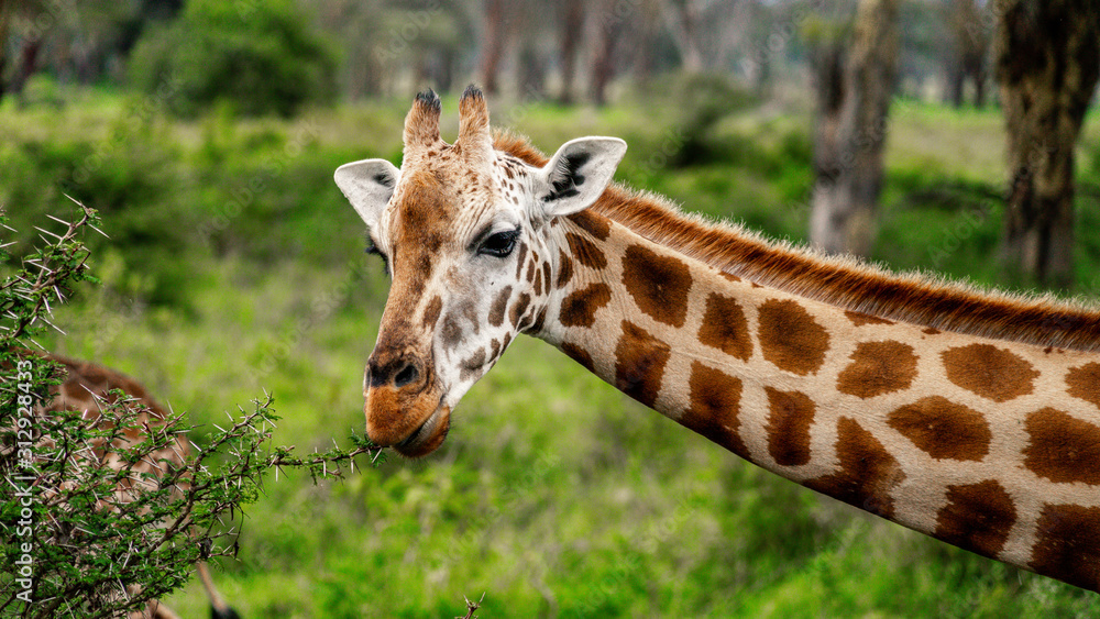 Wild giraffe in african savannah Wild giraffe in african savannah