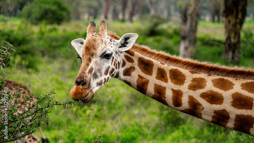 Wild giraffe in african savannah