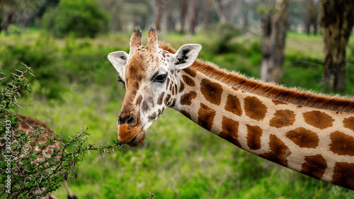 Canvas Print Wild giraffe in african savannah