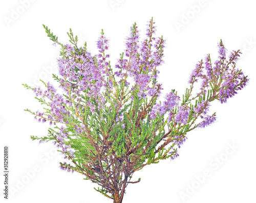 large lilac blossoming heather branch on white