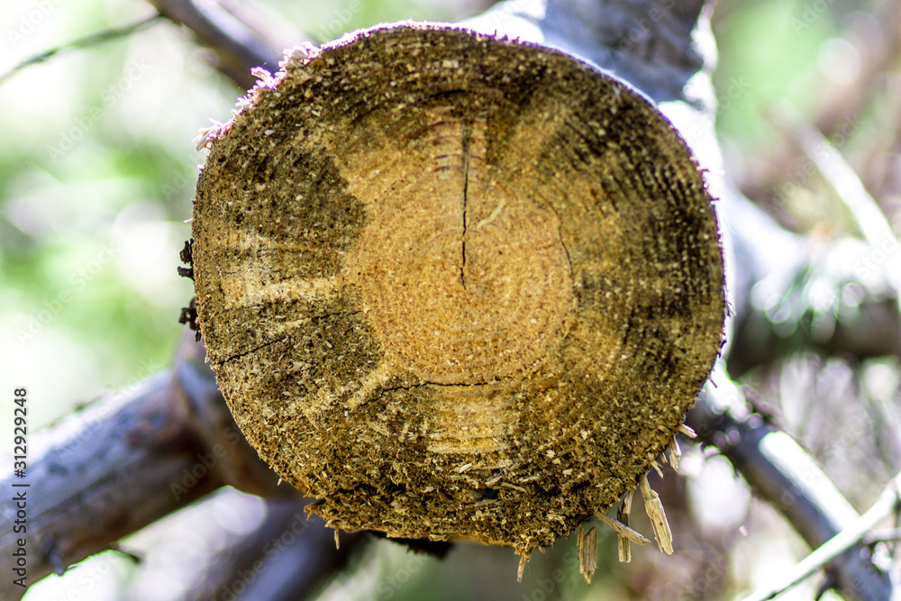 Obraz premium coconut on tree