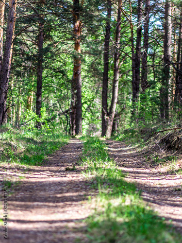 path in the forest