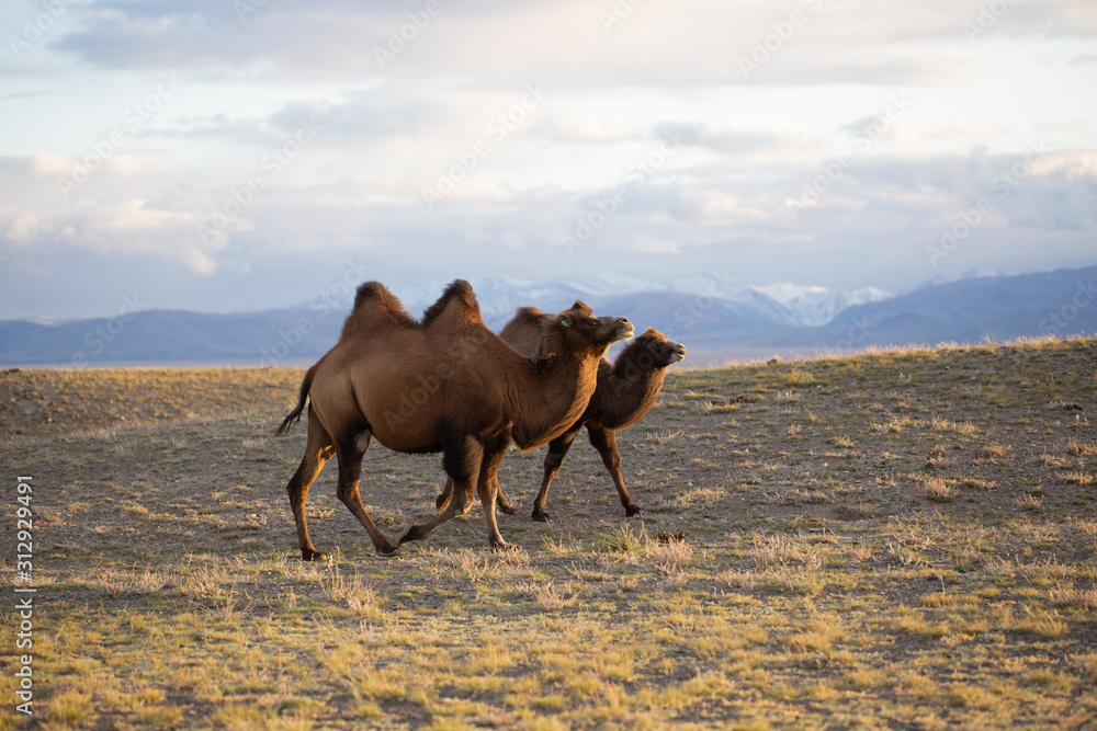 Two two-humped camels are walking in the steppe area, in the background are mountains under the snow at sunset. Two two-humped camels are walking in the steppe area, in the background are mountains under the snow at sunset.