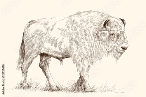 A large old bison stands on its feet in the grass. Pencil hand drawing sketch on a beige background.