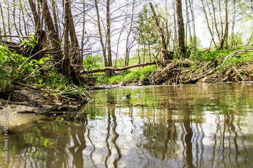 lake in forest