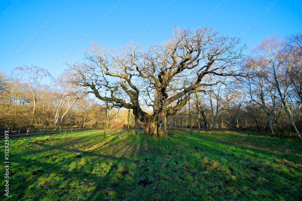 Sherwood Forests Major Oak Tree on a winter day