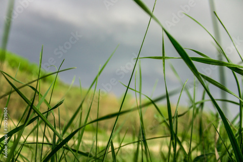 green grass on background of blue sky © Александр Маланькин