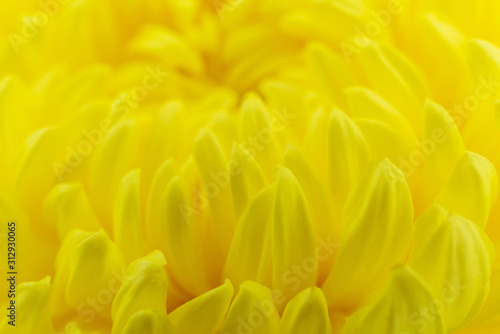 Yellow flowers background © samurai