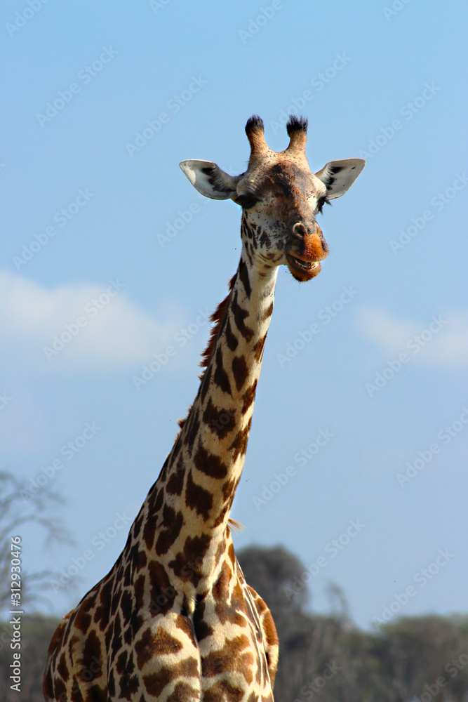 Naklejka premium Giraffe