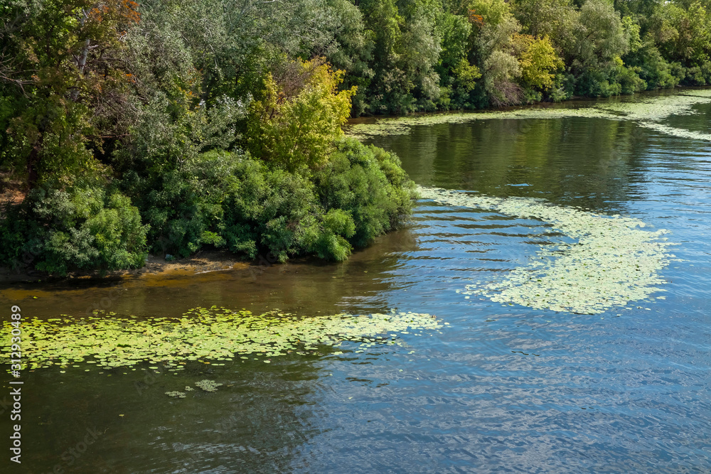 Algae bloom on the river. Water pollution of rivers and lakes by harmful algal blooms.