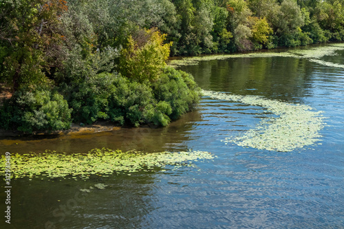 Fotografi Algae bloom on the river