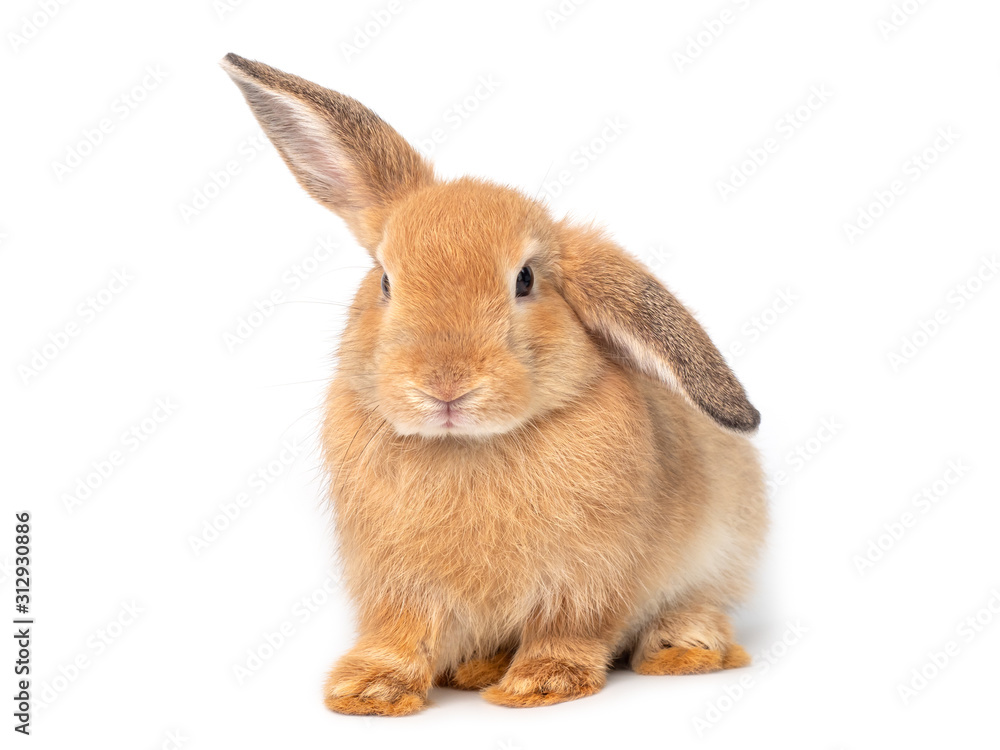 Red-brown cute young rabbit isolated on white background. Lovely young rabbit sitting. Red-brown cute young rabbit isolated on white background. Lovely young rabbit sitting.