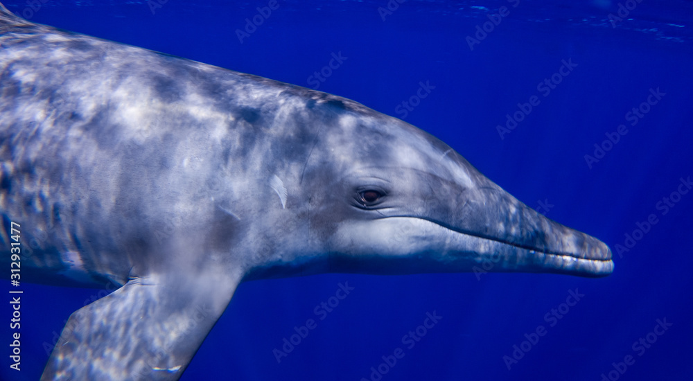 Fototapeta premium Rough-toothed dolphin of Honduras close to Roatan and Utila