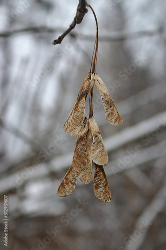 maple seeds on a branch on a winter day