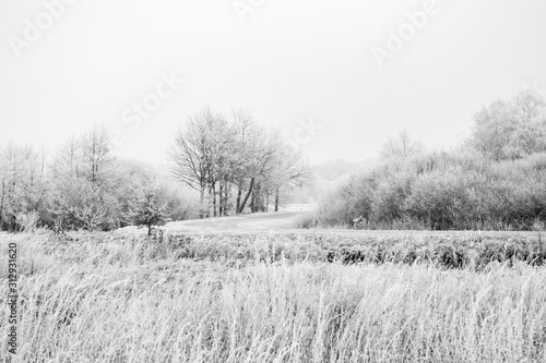 winter landscape with trees