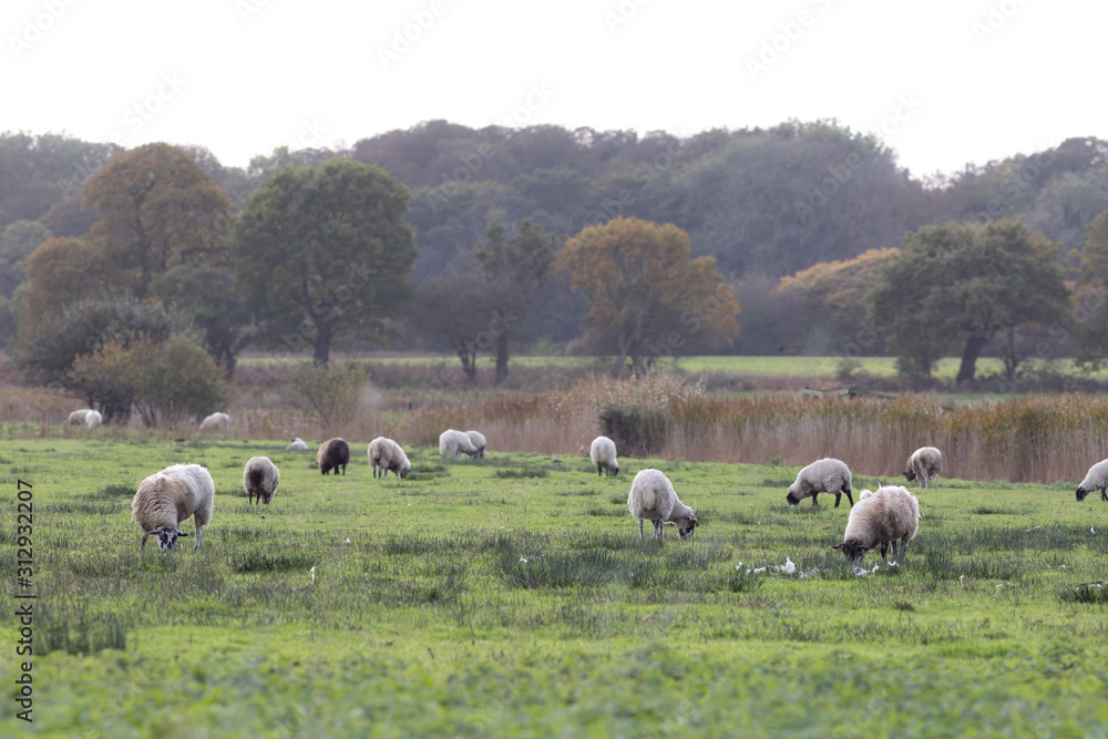 English agriculture. Sheep grazing in country field.