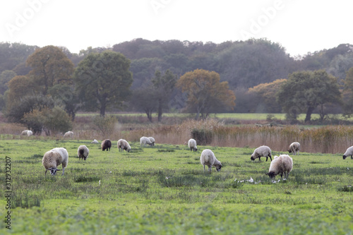 English agriculture. Sheep grazing in country field.