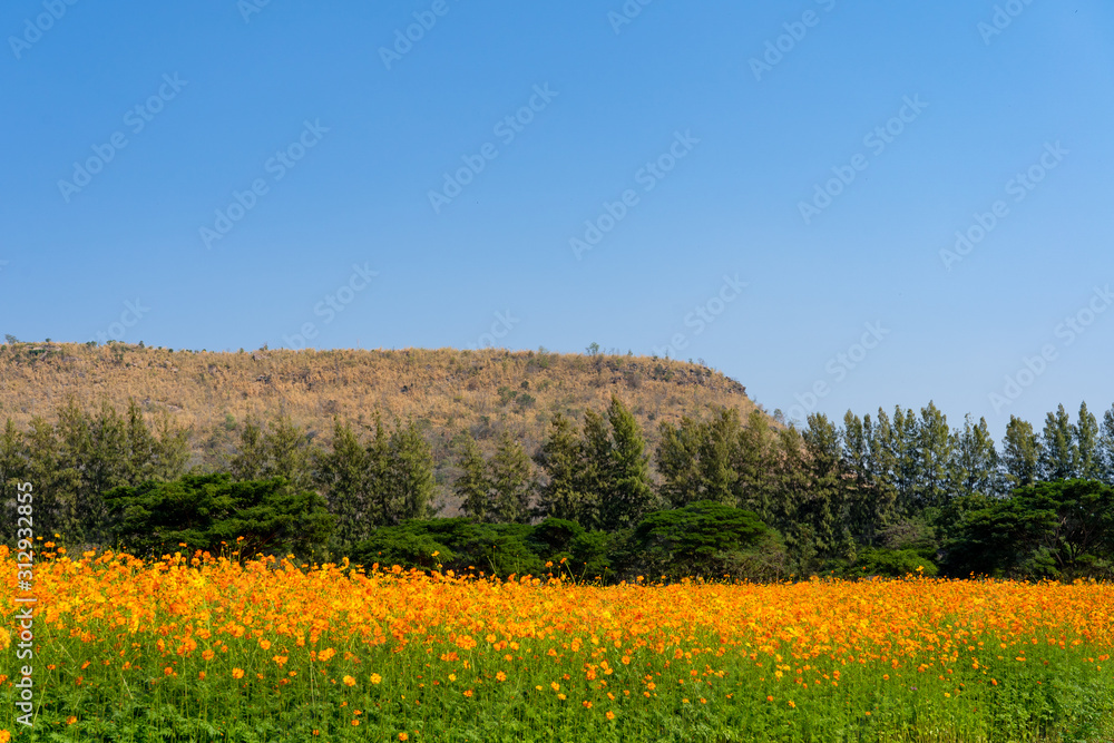 Blooming yellow flower in the field in spring or summer