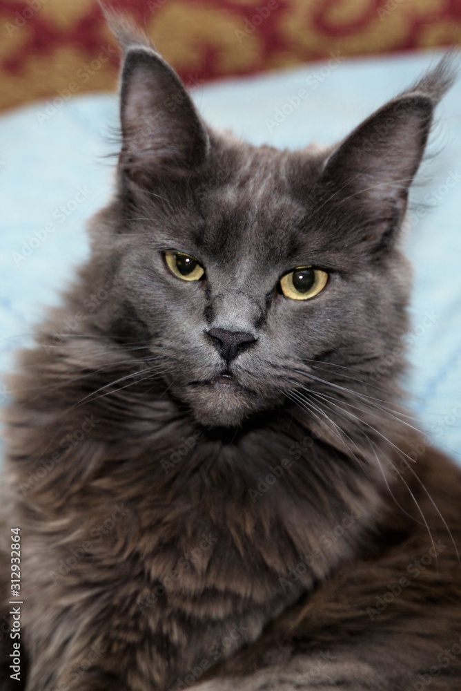 Large gray domestic cat with yellow eyes.